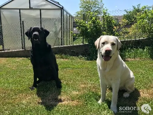 Hunde