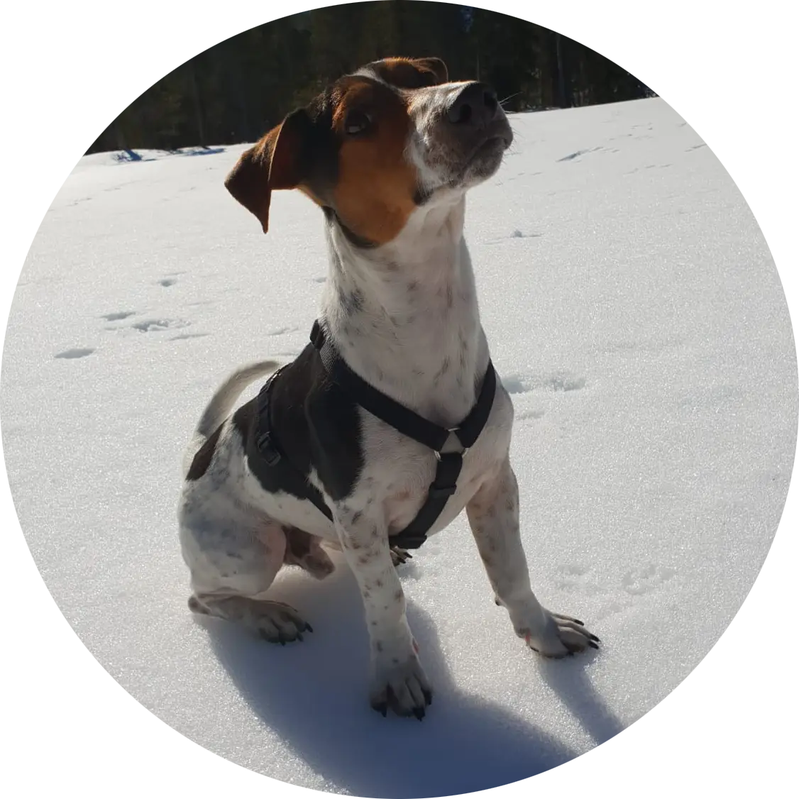 Ein sitzender Hund im Schnee