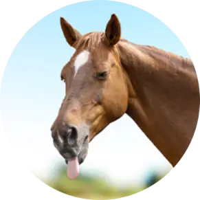 Ein Pferd, dass seine Zunge herausstreckt